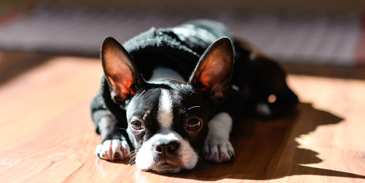 Boston Terrier on the floor looking calmy at the camera