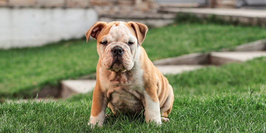 A Cute Bulldog Puppy on the Grass
