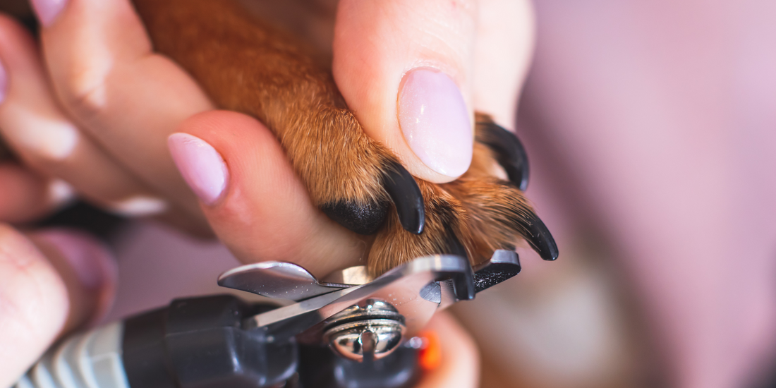 Tips for Cutting Your Dog’s Nails Safely and Effectively