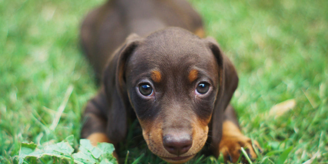 A cute Dachshund lying on the grass. Wiener Dog