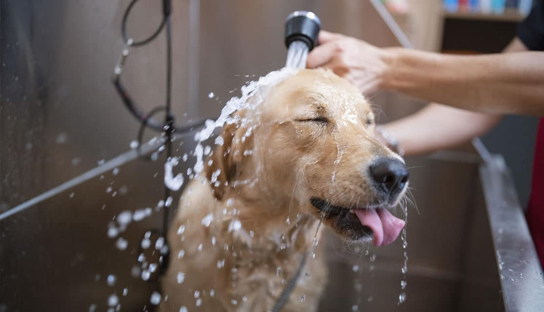 Bathing a Dog. Grooming a Dog
