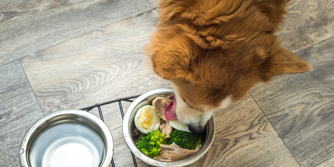 Dog eating healthy foods