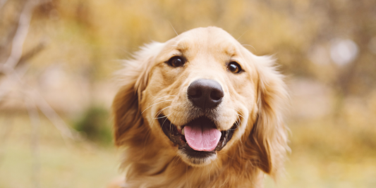 A happy smiling Golden Retriever