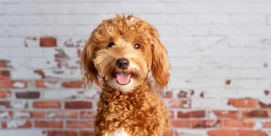 Goldendoodle Pup