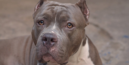 A grey and white adult Pitbull. Pitbull dog breed. Cute Pitbull.