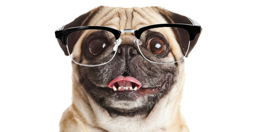 A Pug with Glasses