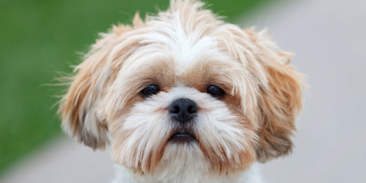 The Shih Tzu: A Companion with a Heart of Gold