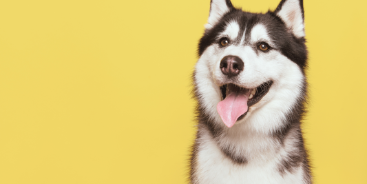 Siberian Husky with a Yellow Background